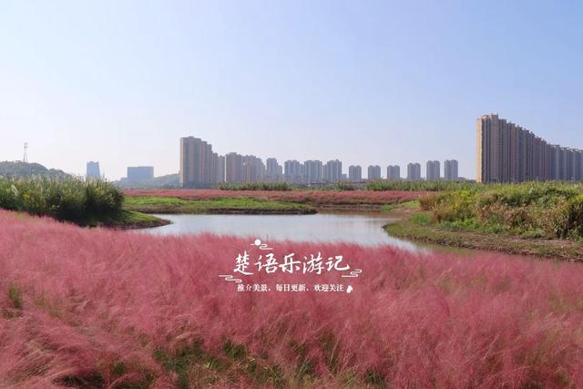 浙江宁波的港湾粉黛花海，山海风情很浓但游客不多，其实相当美丽