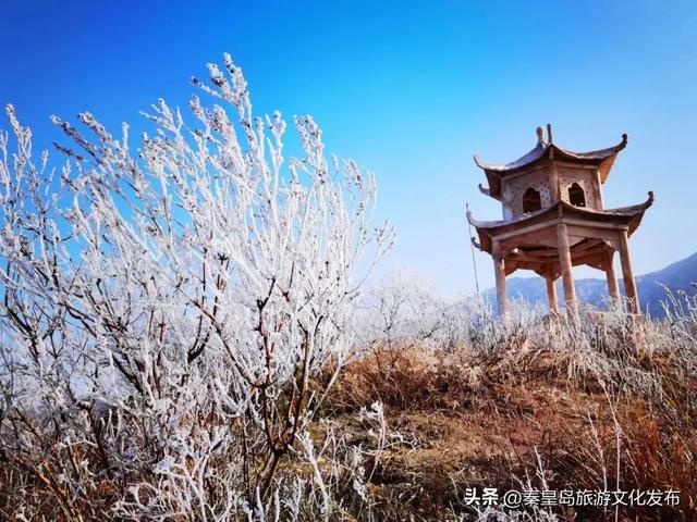 秦皇岛多地惊现雾凇奇观，玉树琼枝，绝美不输东北！