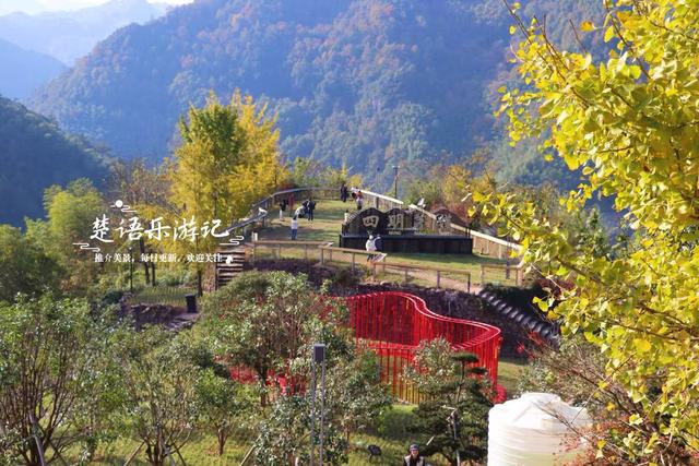 浙江宁波这片风景又火了，银杏林开始进入最佳观赏季，千万别错过