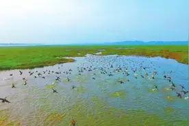 汨罗江畔送雁北迁图片