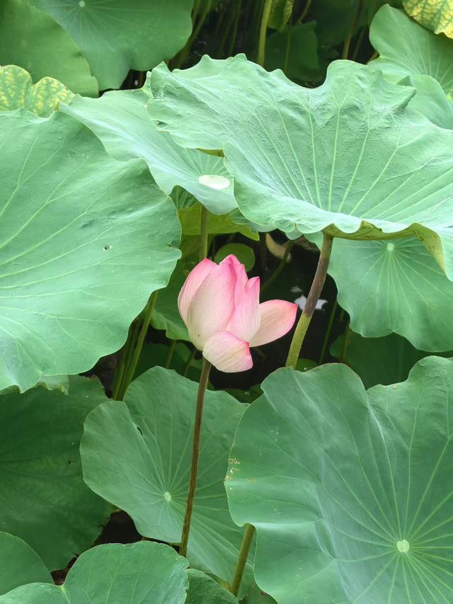 优雅别致荷花开，一场夏日的诗意邂逅
