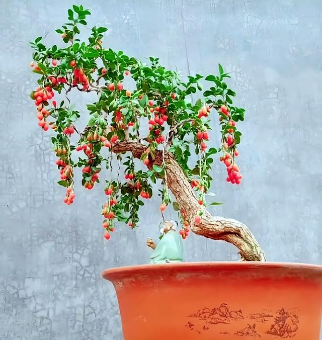 老中医都在养！好看又能入药的中药盆景，种几盆在家，养眼还实用