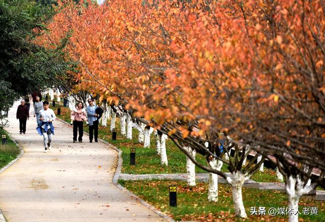 六盘水水城河道两畔初冬樱花红叶层峦叠嶂点亮城市之约