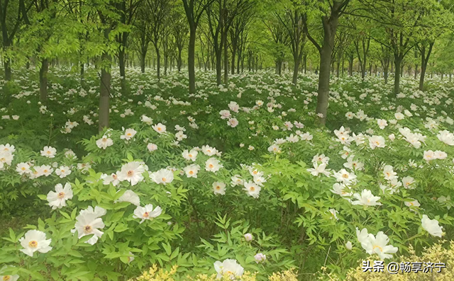 济宁人看牡丹别再只认菏泽！济宁千亩牡丹秘境，以前真被低估了！