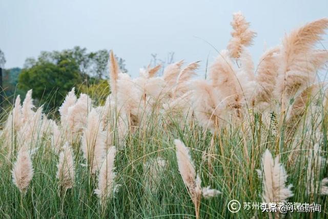 我等得花儿都...开了