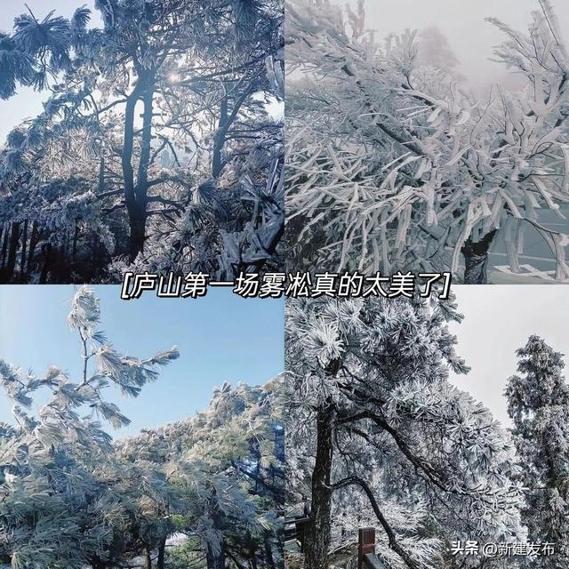 江西多地出现大片雾凇！马上又要反转！即将升温→