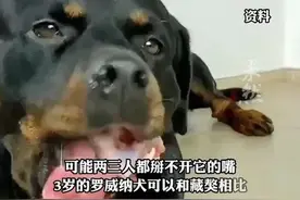 兽医称从业10年仍害怕罗威纳犬 咬合力惊人 攻击性极强 可能两三人都掰不开他的嘴 3岁的罗威纳犬可以和藏獒相比图片