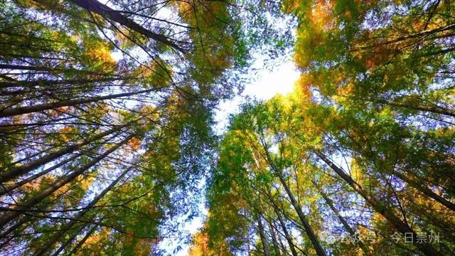 速来→崇州正上演初冬金色浪漫大片！