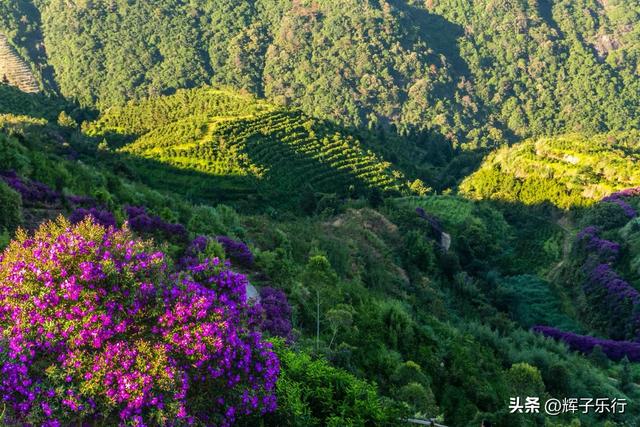 9月，广东潮州雾岽茶园“巴西牡丹”绽放，一场视觉嗅觉的盛宴