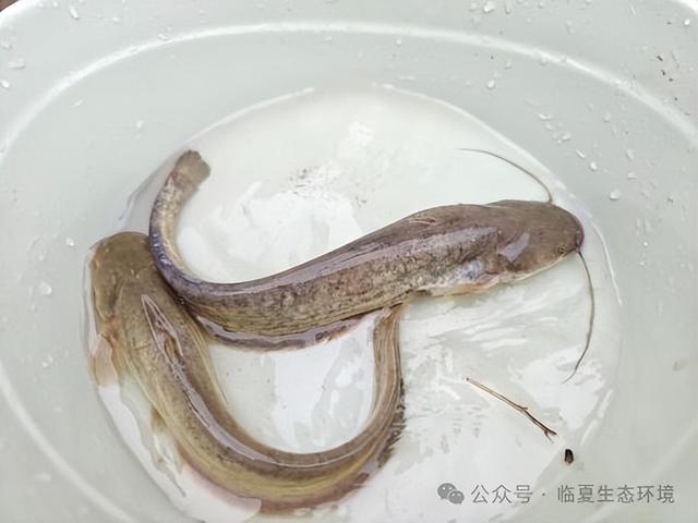 临夏州启动实施生物多样性本底调查项目
