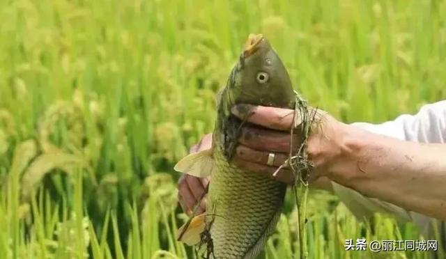 双节同庆·畅游丽江 | 这份文旅盛宴指南请收藏！