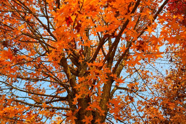 泗水县万紫千红旅游区：静谧而斑斓的生态画卷
