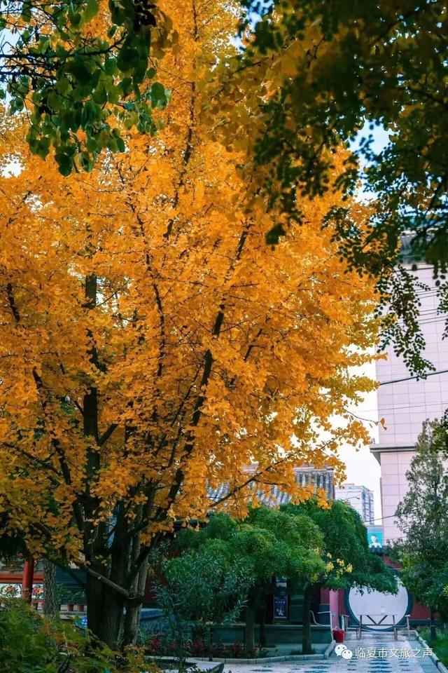 临夏秋日：在暖阳里邂逅街巷与公园的诗意