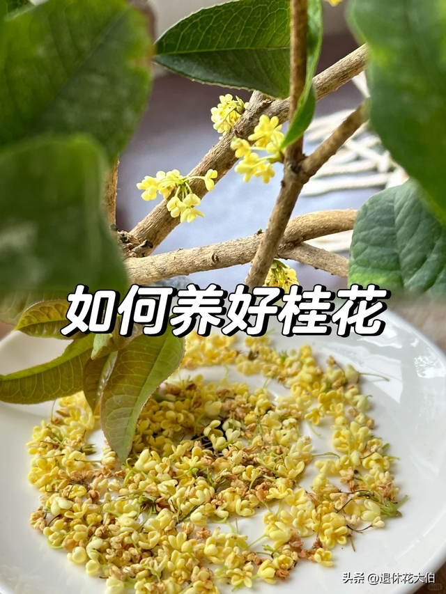 男子晒“8千棵巨大桂花树，震撼爆花”火了，网友：我要香迷糊了