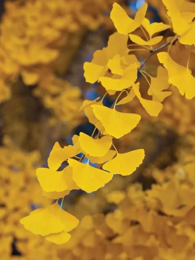 来达州宣汉，赴一场“黄金”盛宴