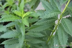 竹林下野生的虫草“地蚕”，别称“冬虫夏草”，遇见别不认识图片