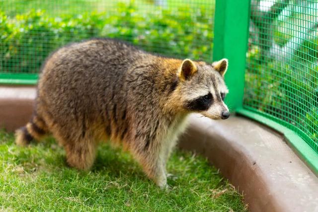 《疯狂动物城》苏州分“城”来啦！