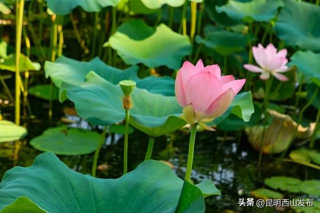滇池畔小众村落：杨林港——观音山——百草村一日游！