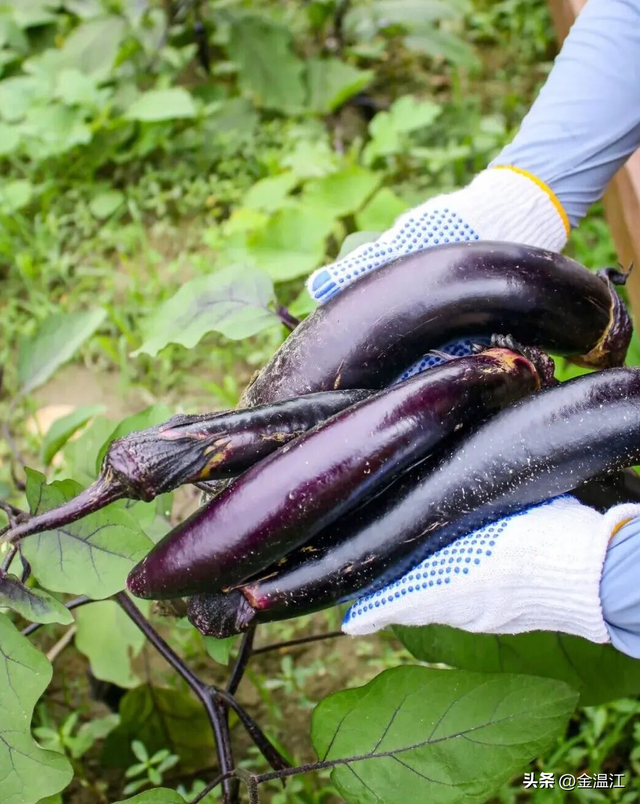 秋假去哪儿？来温江可以这样玩→