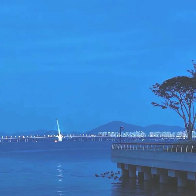 漫步前海：邂逅花海、踏浪听风，在摩天轮下收藏一城浪漫