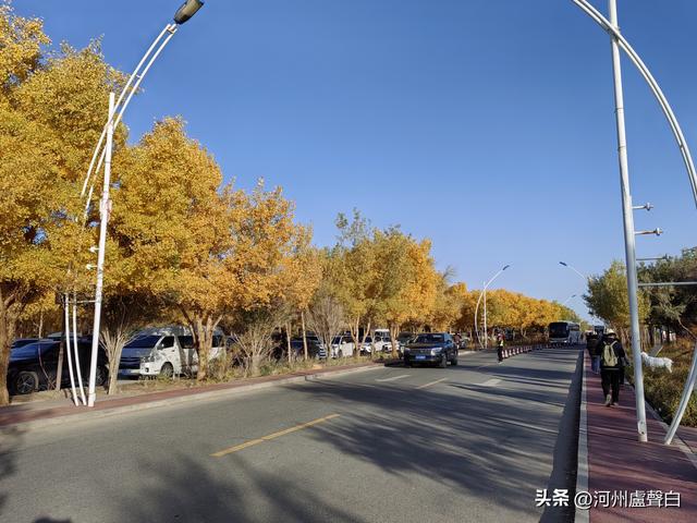 额济纳旗胡杨林