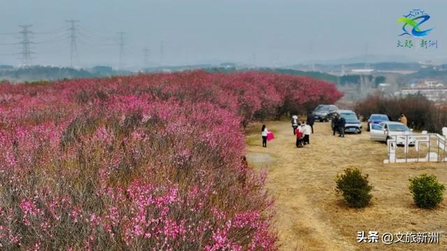 新洲梅花抢先打卡！抓住冬日第一抹绽放的色彩