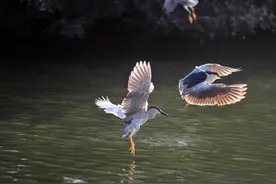 拍飞鸟怎么对焦！5 步让每根羽毛都拍的清晰可见！图片