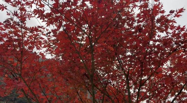 秋日限定丨云屏的秋 把浪漫染成了红色