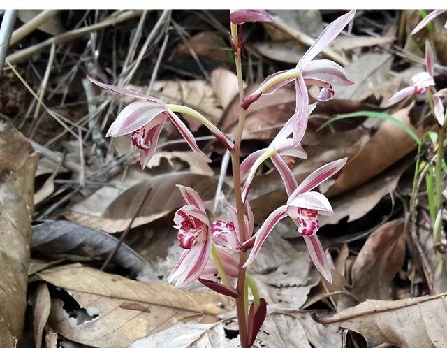 一年仅出现几天！24年四川首次发现“隐身”植物，遇见堪比中彩票