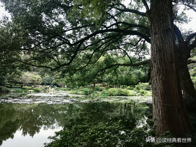 杭州植物园的菊花展——一场关于菊花的饕餮盛宴（一）