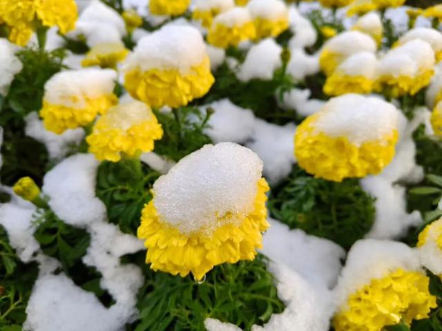 临洮秋天的雪，来啦！