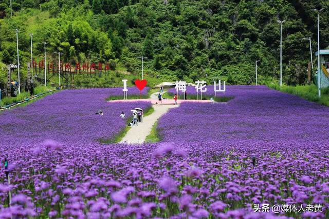 六盘水梅花山雪道变“紫色花海”避暑纳凉添新景