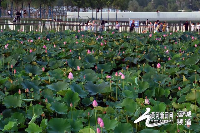 运城夏夜：在琴声、荷风与合唱中慢行