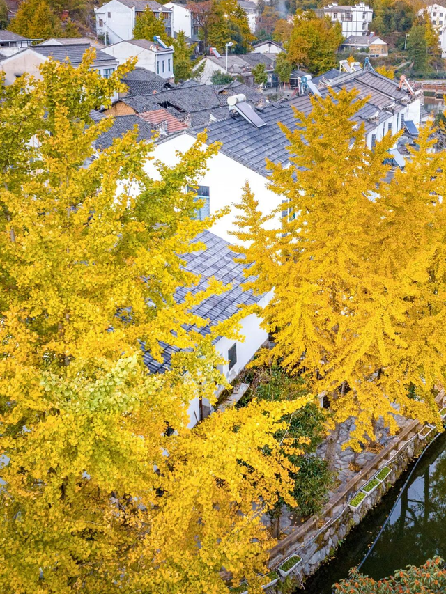 黄陂秋日限定｜草原、古村、红叶一次全解锁！