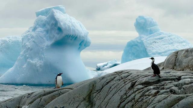 15万一趟的南极，是“挑战极地”还是“到此一游”？
