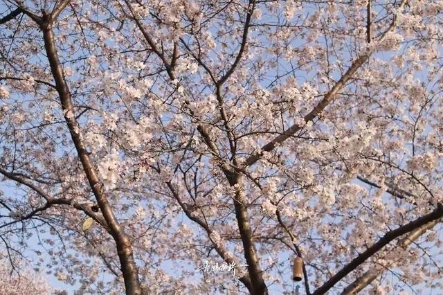 无锡这座大公园，即将爆火！