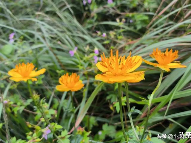 再登辽阳千米高峰白云山，云雾弥漫，金莲花盛开