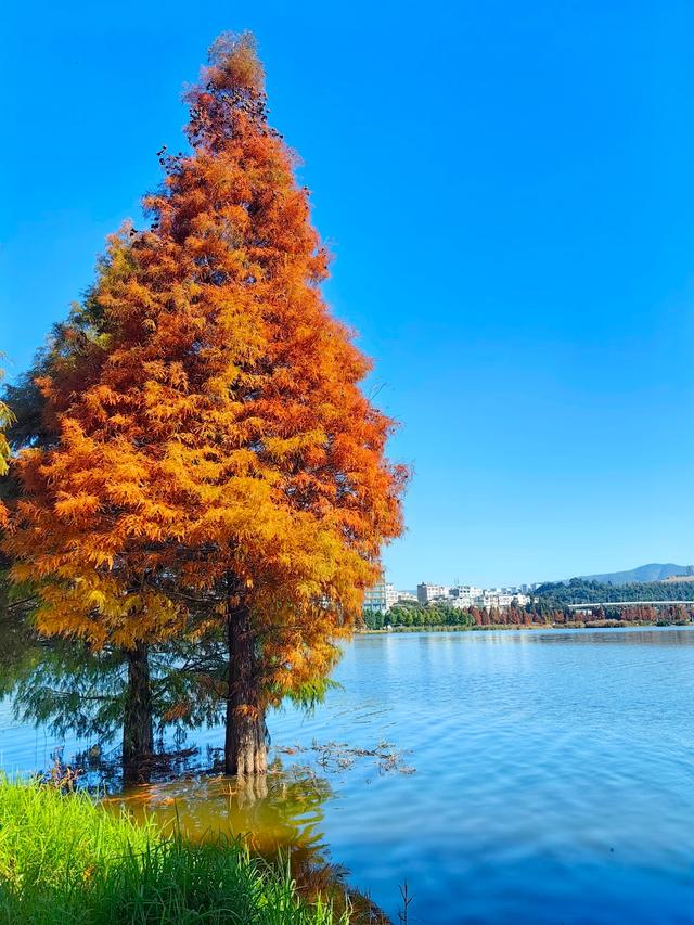 蓝天碧水映红杉，收集昆明最温柔的橘色