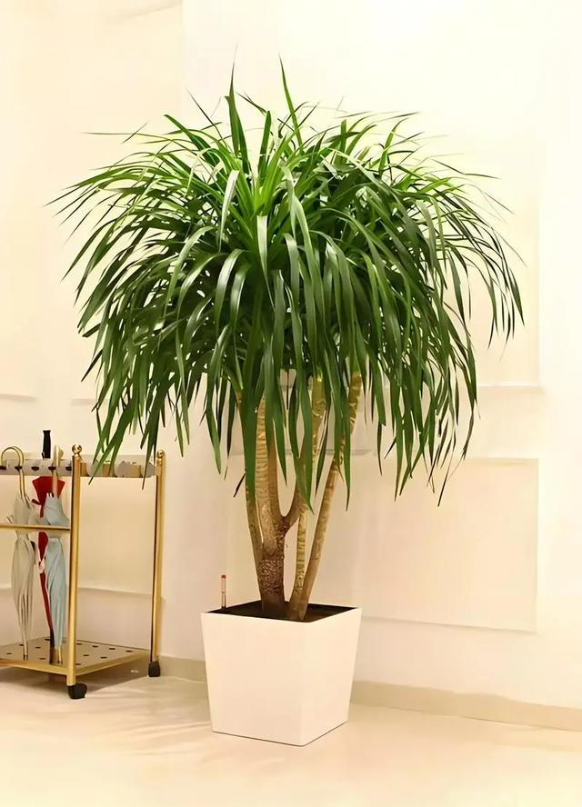 客厅见树，十有九富！“9种树”放在客厅，个顶个的吉祥，大气