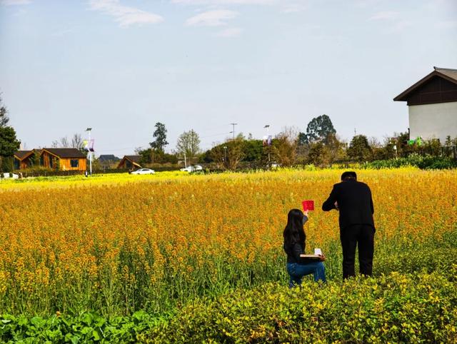 100%出片！郫都蝴蝶村彩色油菜花海，进入最美花期