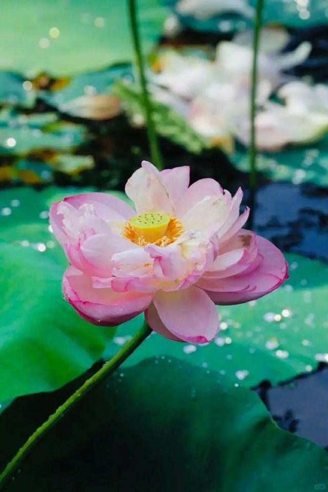 上海1800平荷花秘境免费打卡