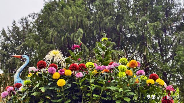 秋韵菊香、沙湖寻美—— 沙湖公园武汉第42届菊花展掠影