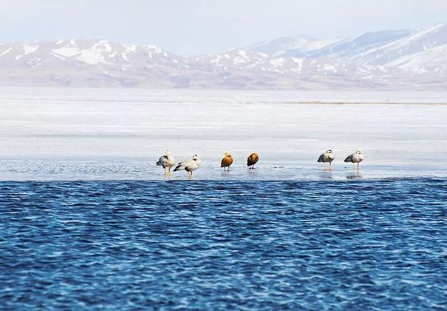 冬天游西藏才是真聪明！人少景美，关键还省钱。