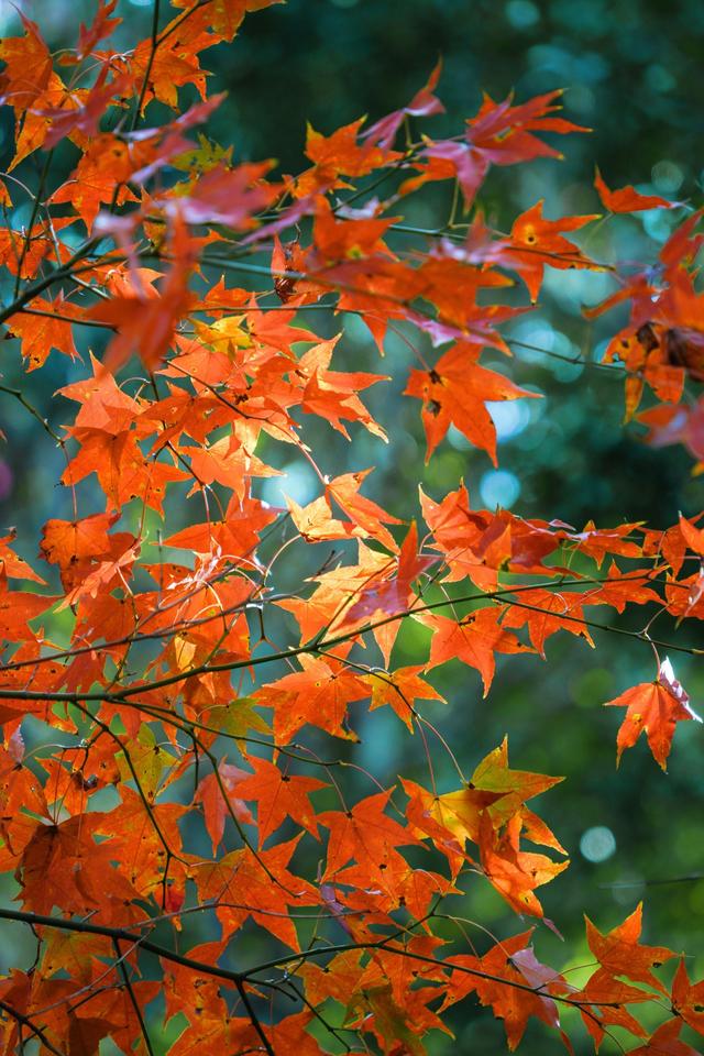 清远深秋十大免费打卡地，邂逅岭南最美金黄秘境！