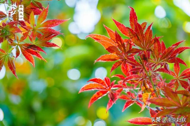 人在南京，红叶正盛，等你来～