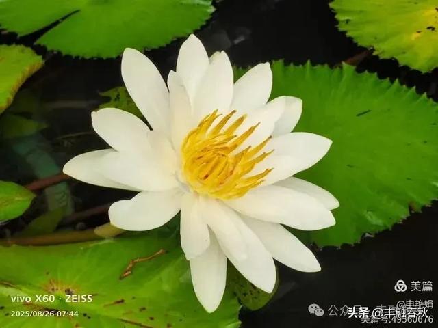 紫竹院竹荷季：一园清风里的诗意相逢｜ 申艳娟