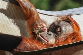 濒危小猩猩出生，为了确认它亲爹，美国动物园搞个"绿帽鉴定"节目图片