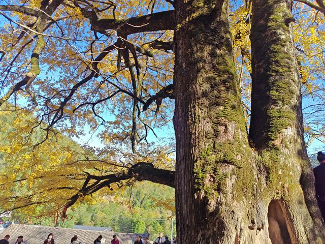 郁郁银杏无非般若，青青溪石尽是法身：宜春南惹古村印象（聂朋