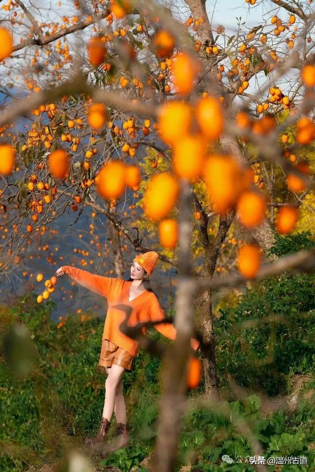 温州秋日顶流： 东炉柿子红拍摄攻略附机位