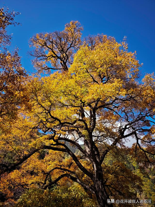 米亚罗彩林季，观赏一日游！